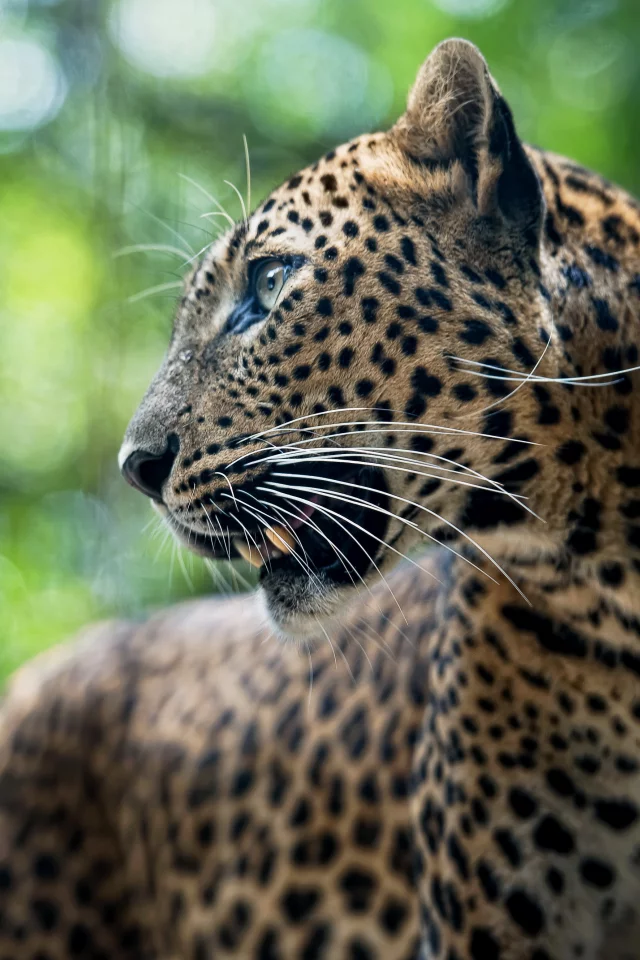 leopard, хищник, леопард, животное, panthera pardus