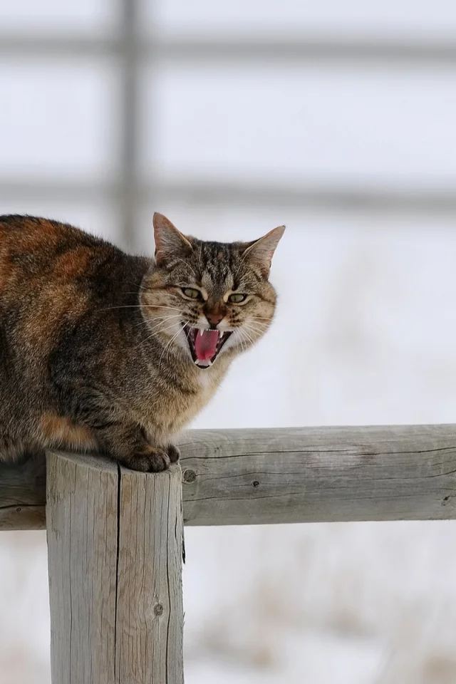 зима, снег, столб, забор, кошка, деревяшки, кот