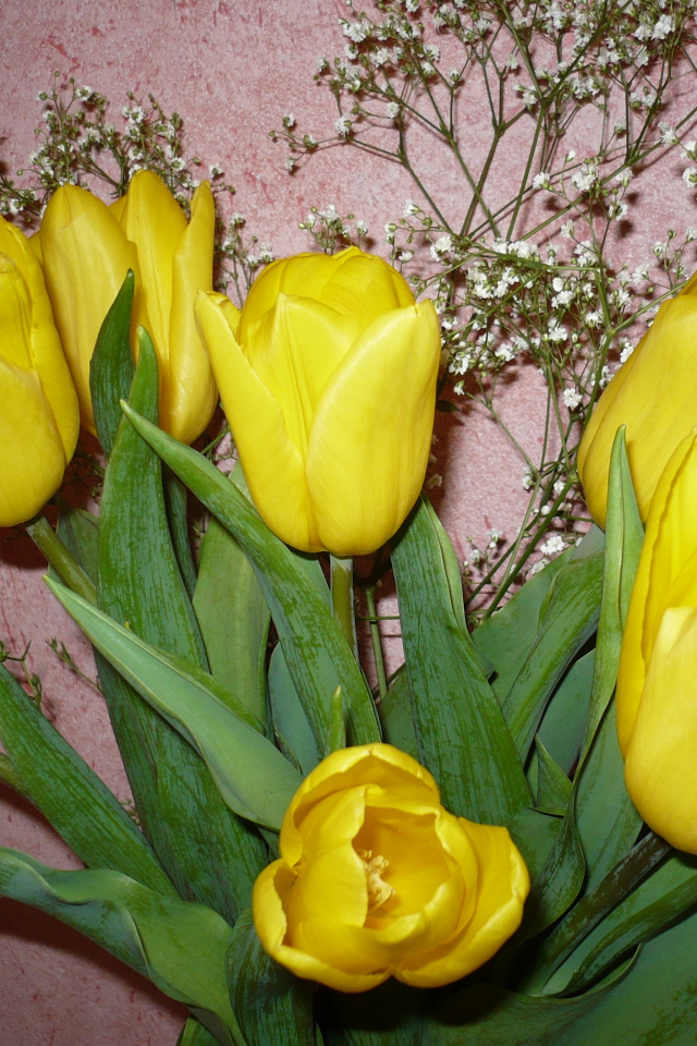 тюльпаны, букет, 8 марта, праздник