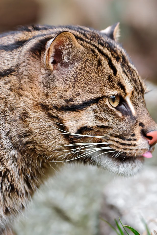 fishing cat, кошка-рыболов, дикая кошка