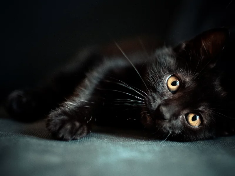 кот, взгляд