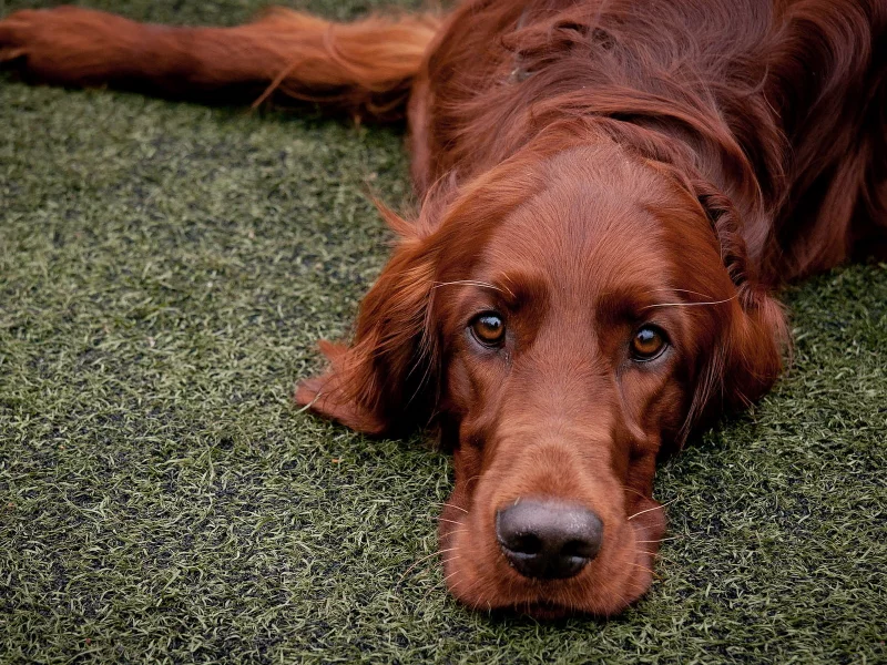 red setter, друг, собака