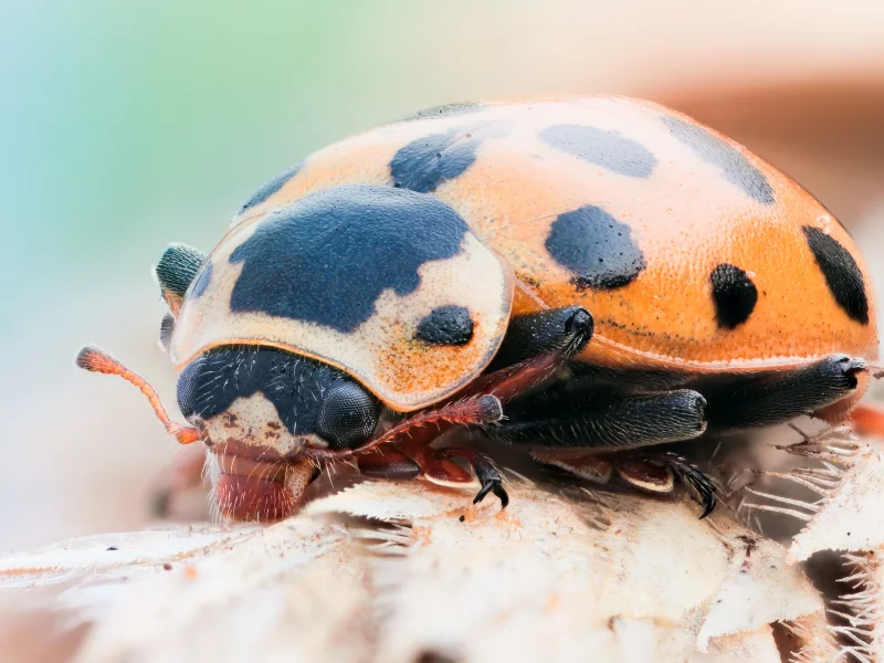 black, insect, ladybug, orange