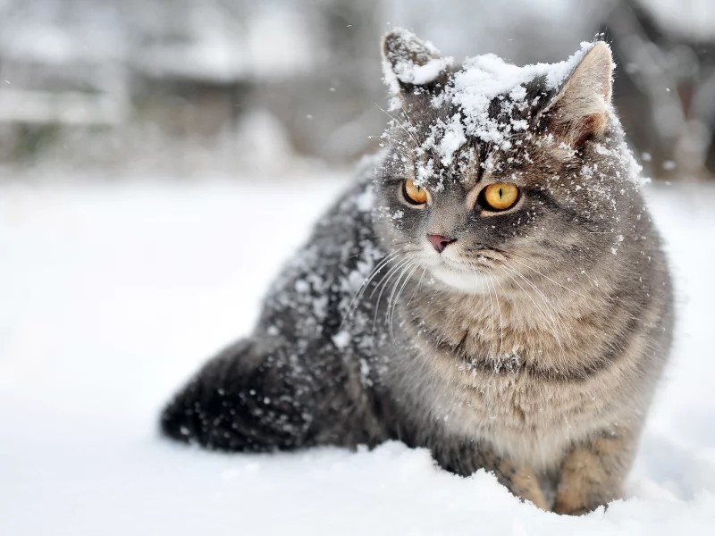  зима, кот, снег
