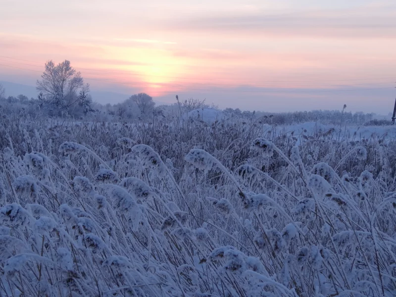 пейзаж, зима, снег, вечер, сумерки, трава, деревья