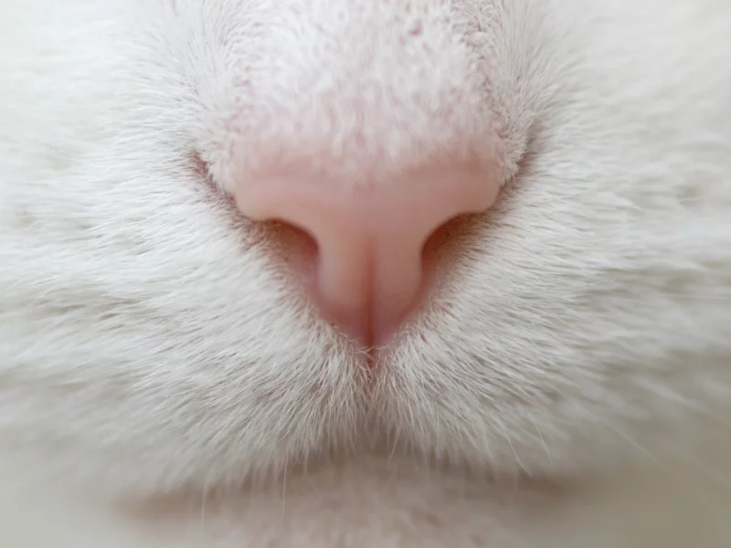 макро, macro, нос, кот, белый, усы