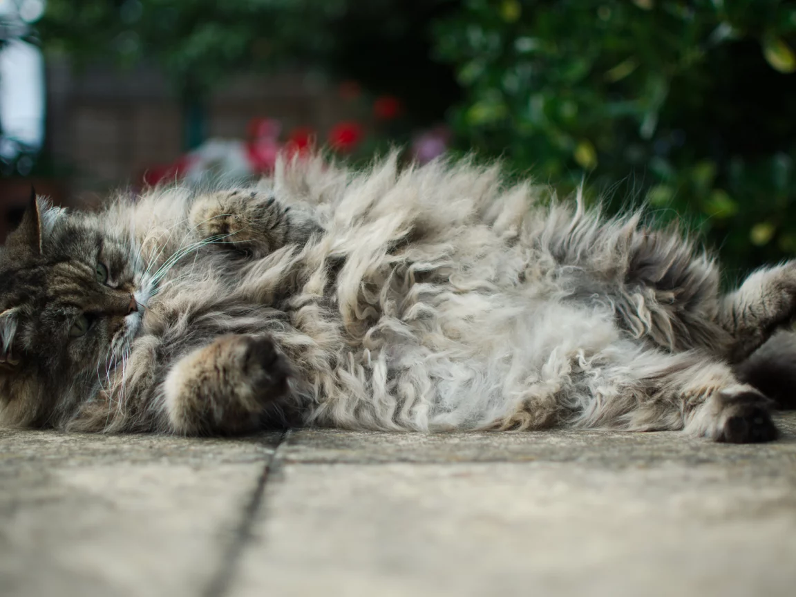 асфальт, котяра, лежа, кот, котэ, пушистый, толстый