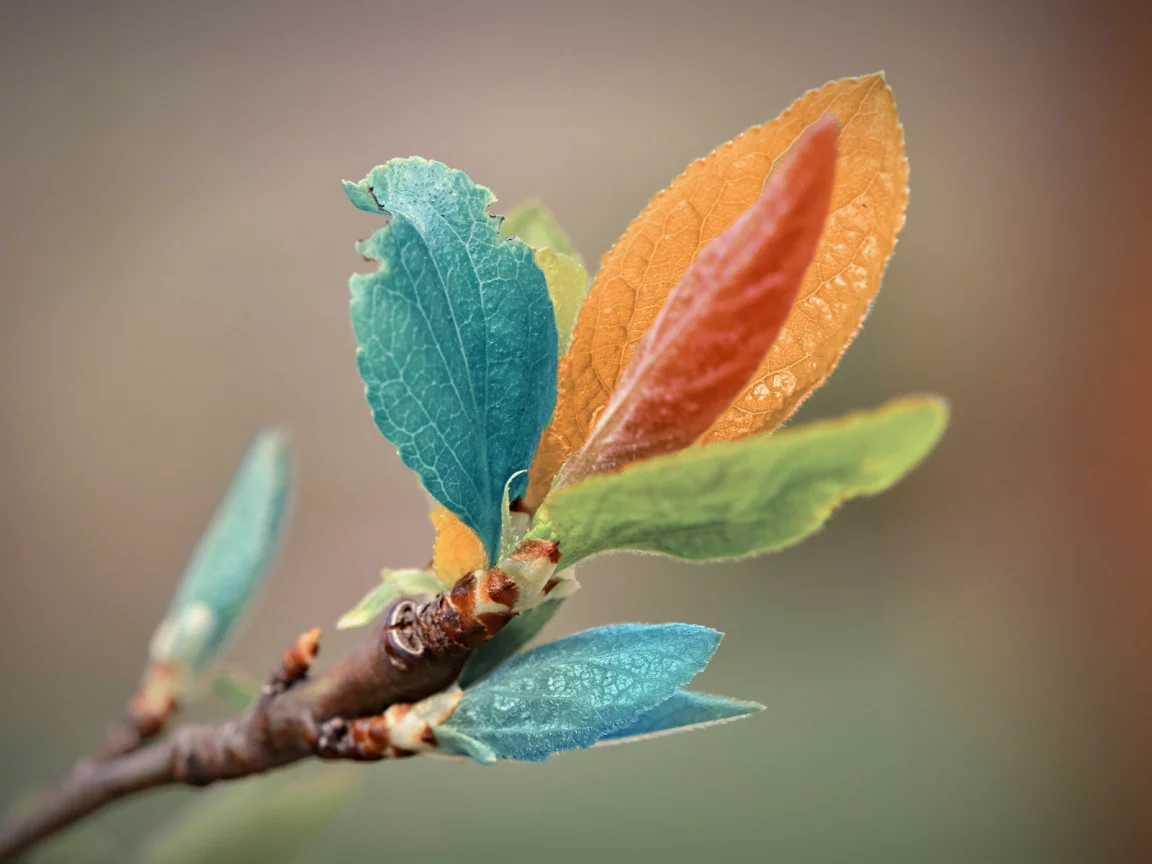 macro, макро, листья, веточка, цвет
