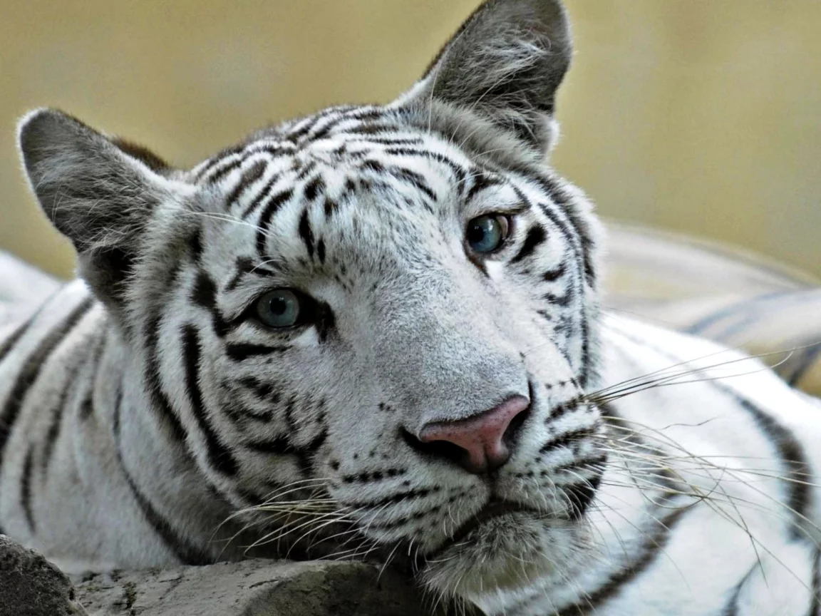 лев, глаза, кошка, лигр, и, белый, тигр, голубые, помесь