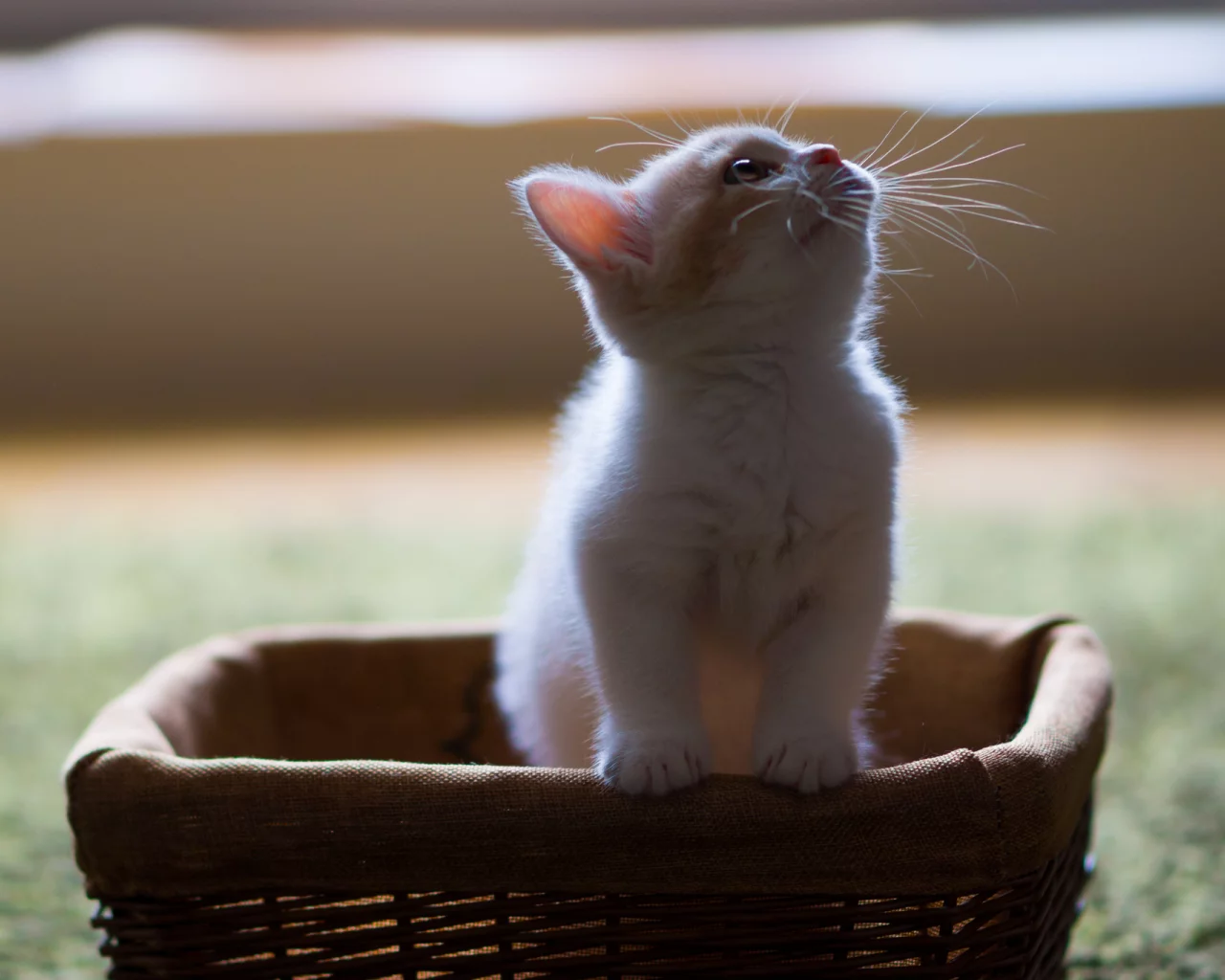 hannah, c benjamin torode, корзинка, котёнок