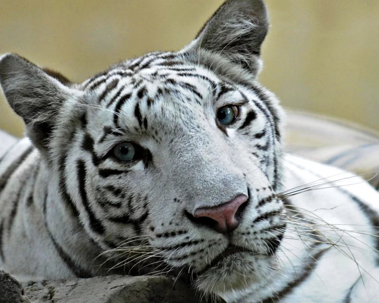 лев, глаза, кошка, лигр, и, белый, тигр, голубые, помесь
