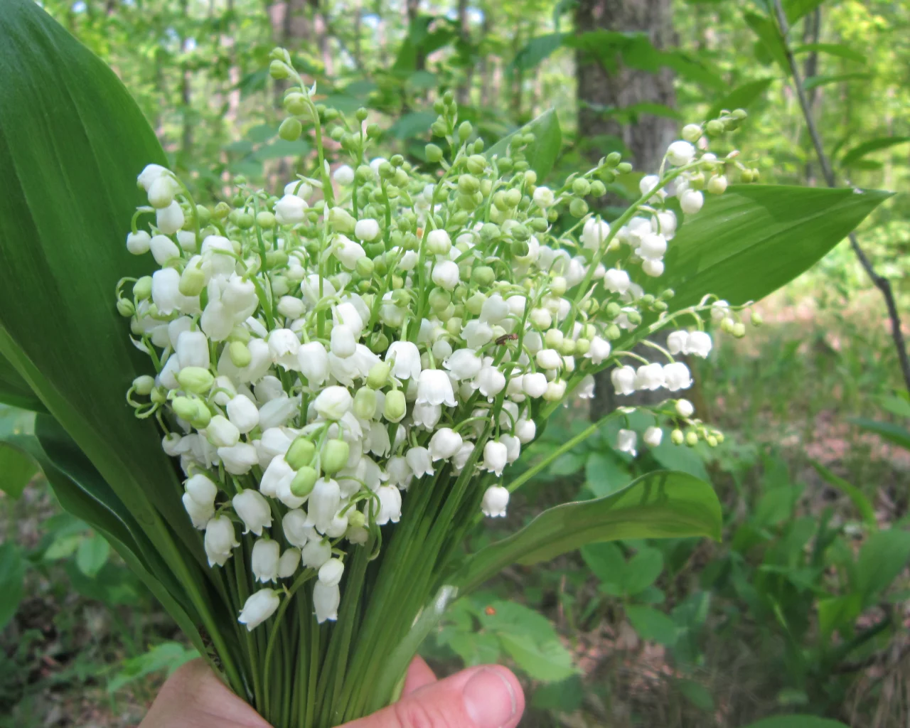 ландыши, весна