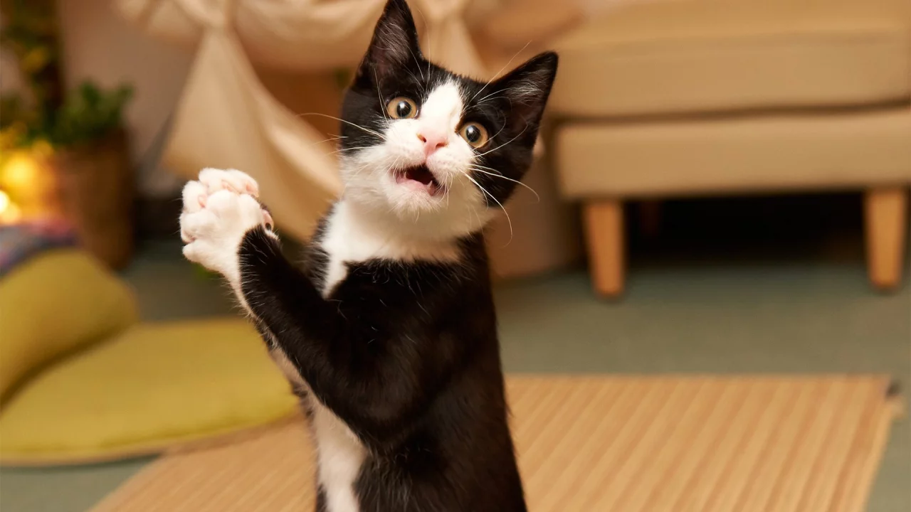 пораженный , humor, funny, surprised , kitty , удивлением, кот, amazed cat