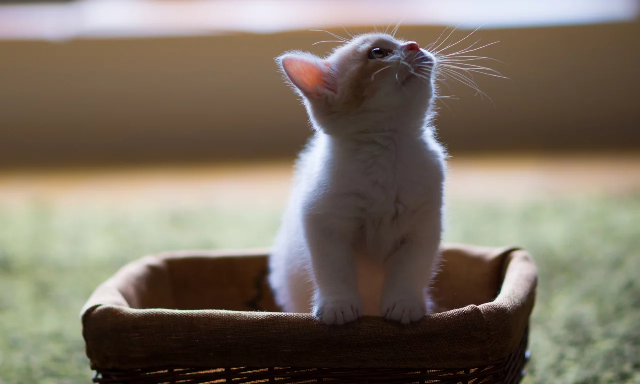 hannah, c benjamin torode, корзинка, котёнок