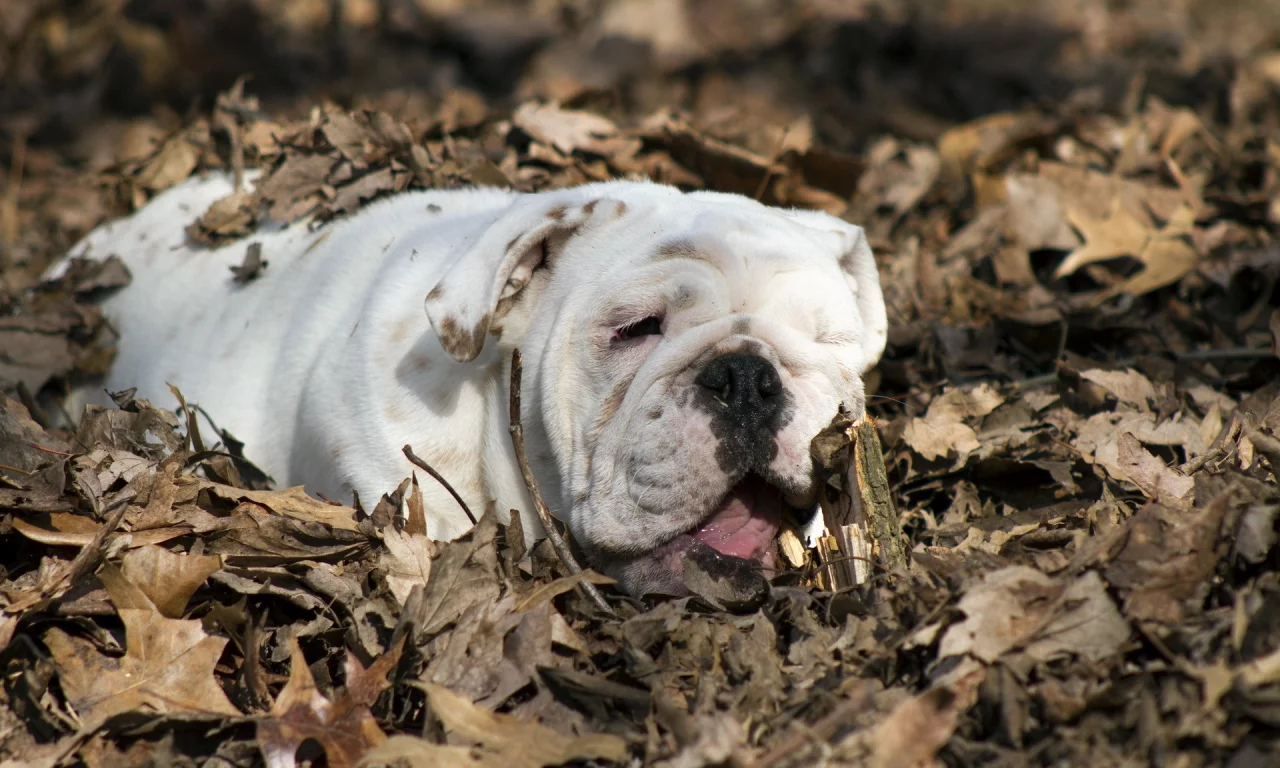 english bulldog, листья, собака