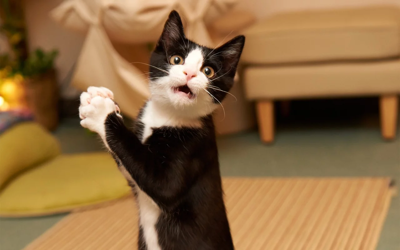 пораженный , humor, funny, surprised , kitty , удивлением, кот, amazed cat