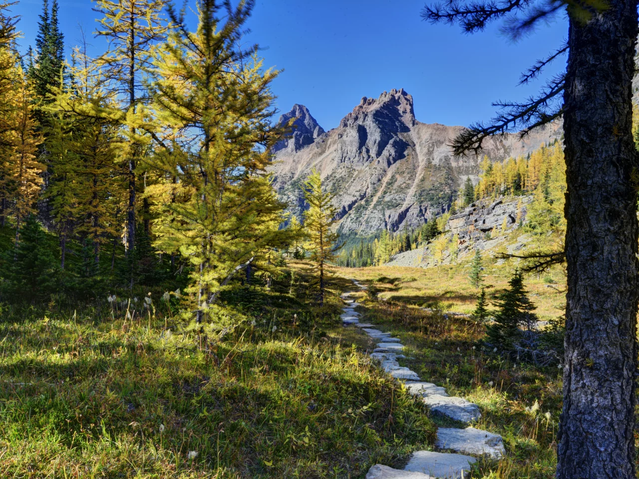 канада, горы, деревья, yoho national park, лес, canada, тропинка