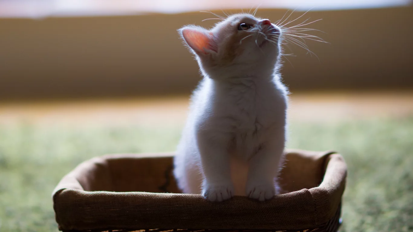 hannah, c benjamin torode, корзинка, котёнок