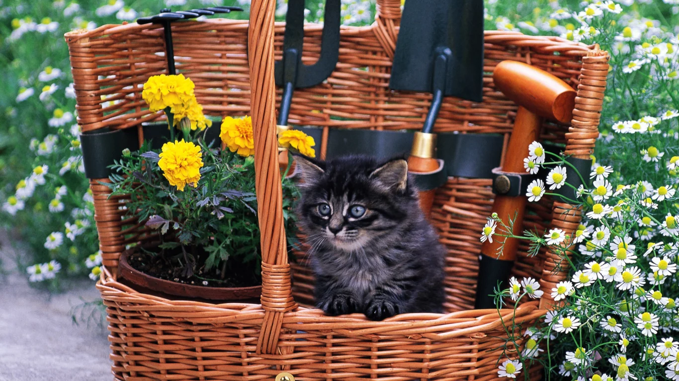 кот, корзина, cat, котенок, кошка, цветы, трава