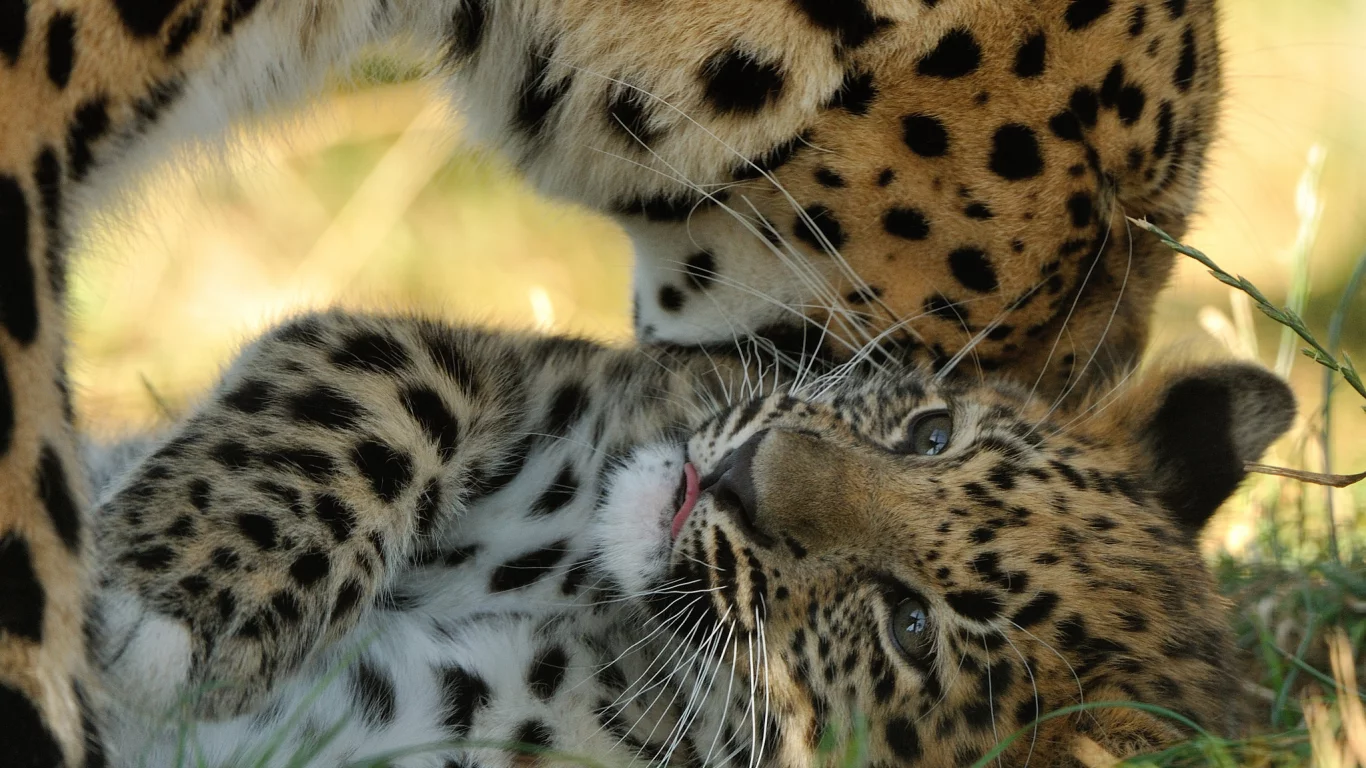котёнок, детёныш, материнство, амурский леопард