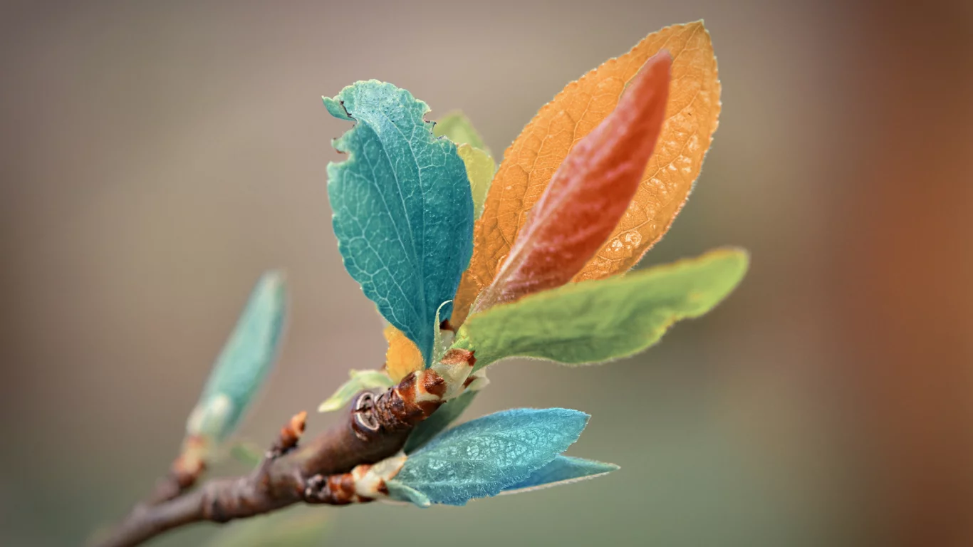 macro, макро, листья, веточка, цвет