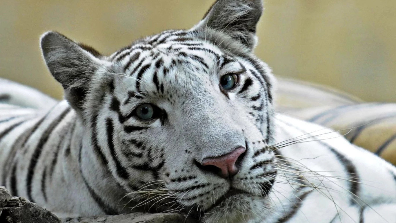 лев, глаза, кошка, лигр, и, белый, тигр, голубые, помесь