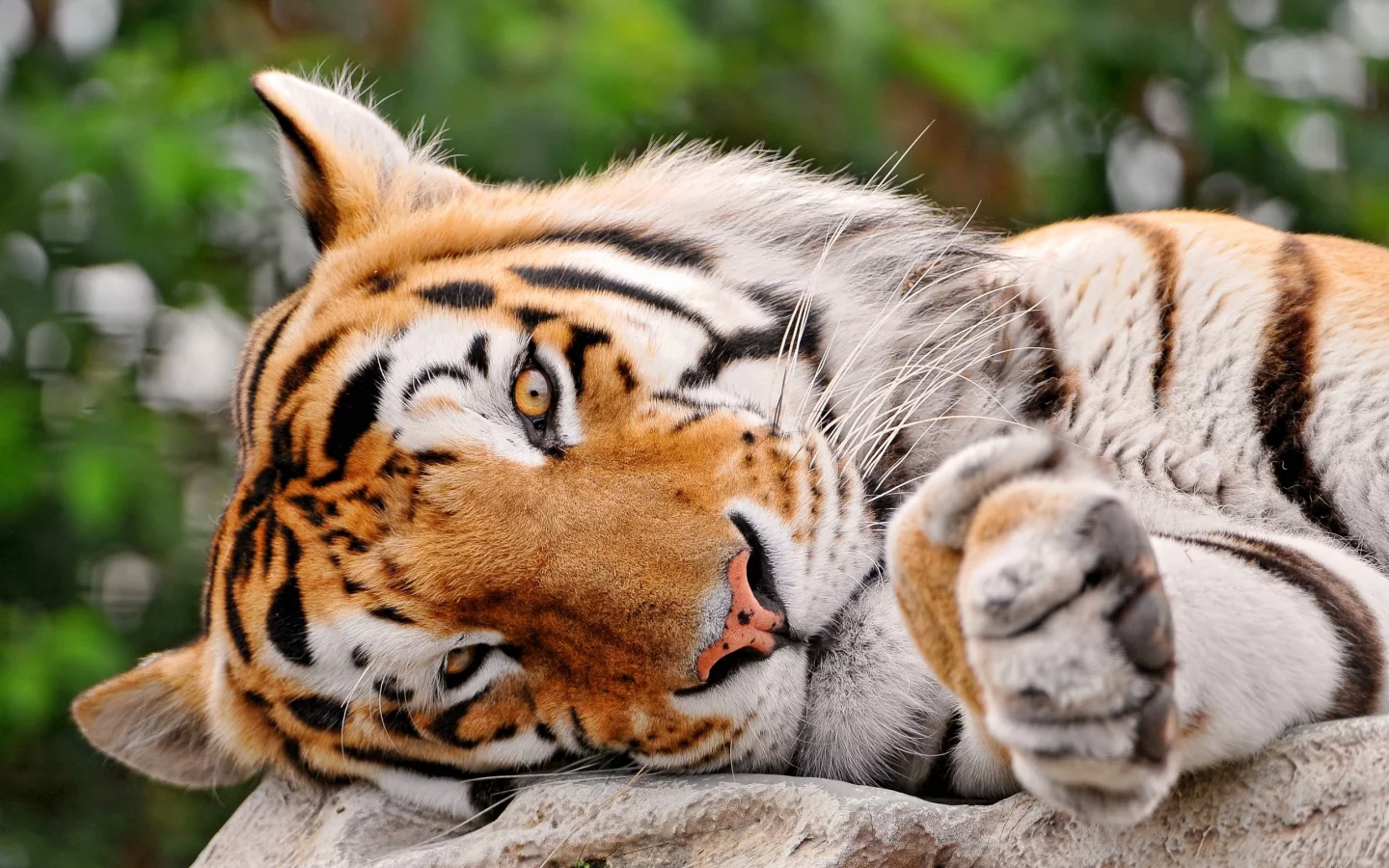 глаза, тигр, взгляд, полоски, большая кошка, лежит, tigr