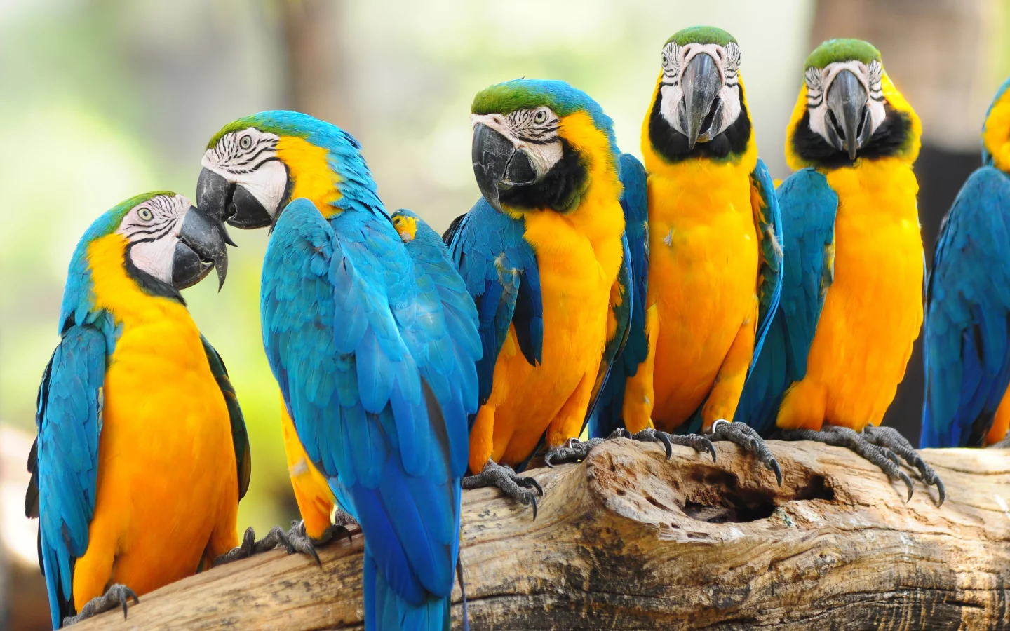 parrots, попугаев, trunk, багажник, птиц, birds