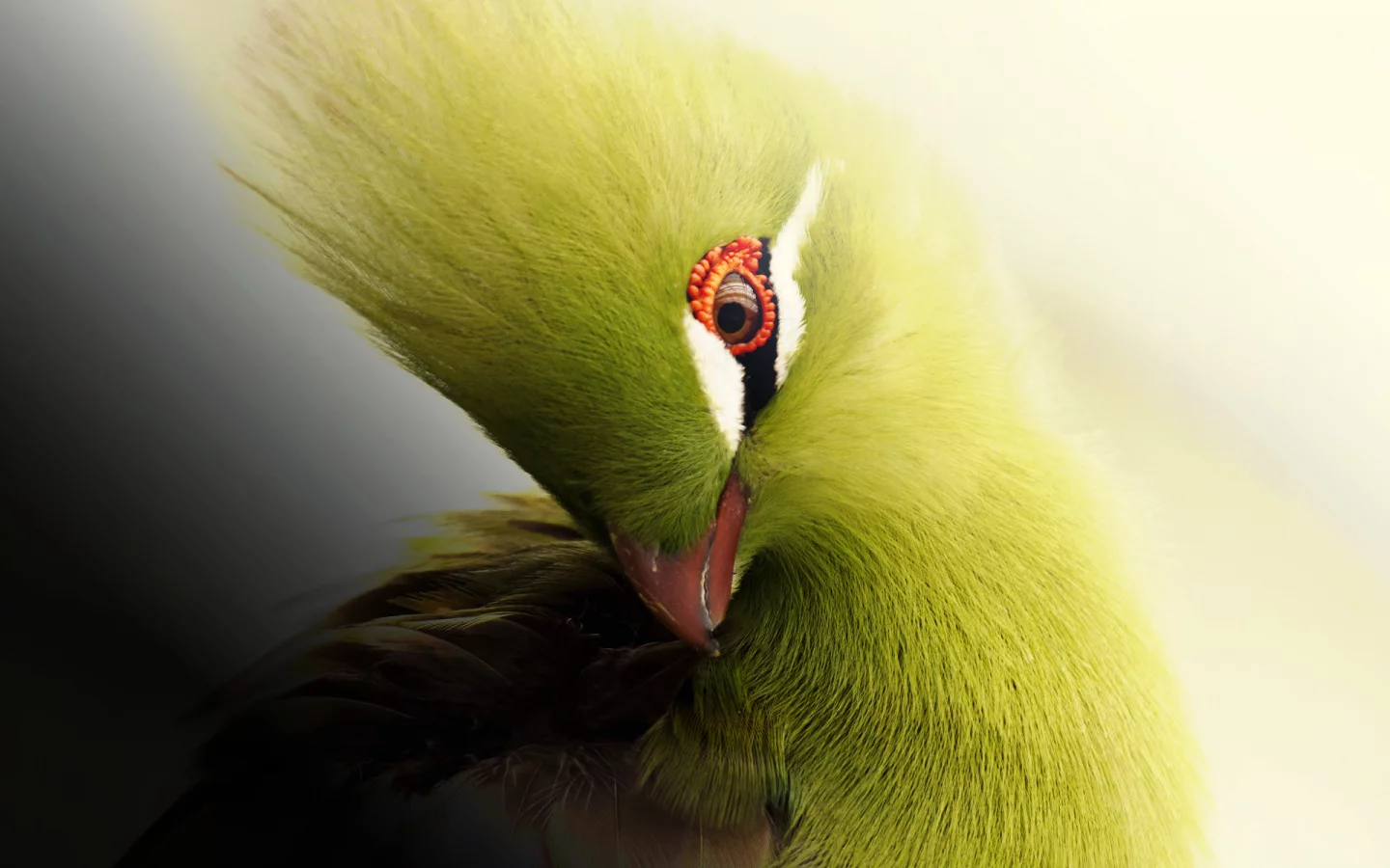 турако, африка, птица, knysna turaco