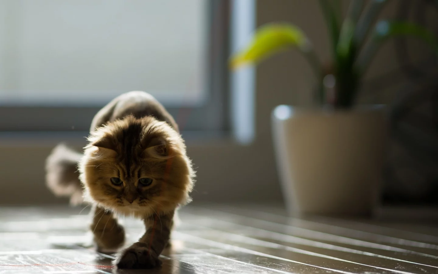 игра, ben torode, benjamin torode, нить, дом, daisy, кошка, доски, пол
