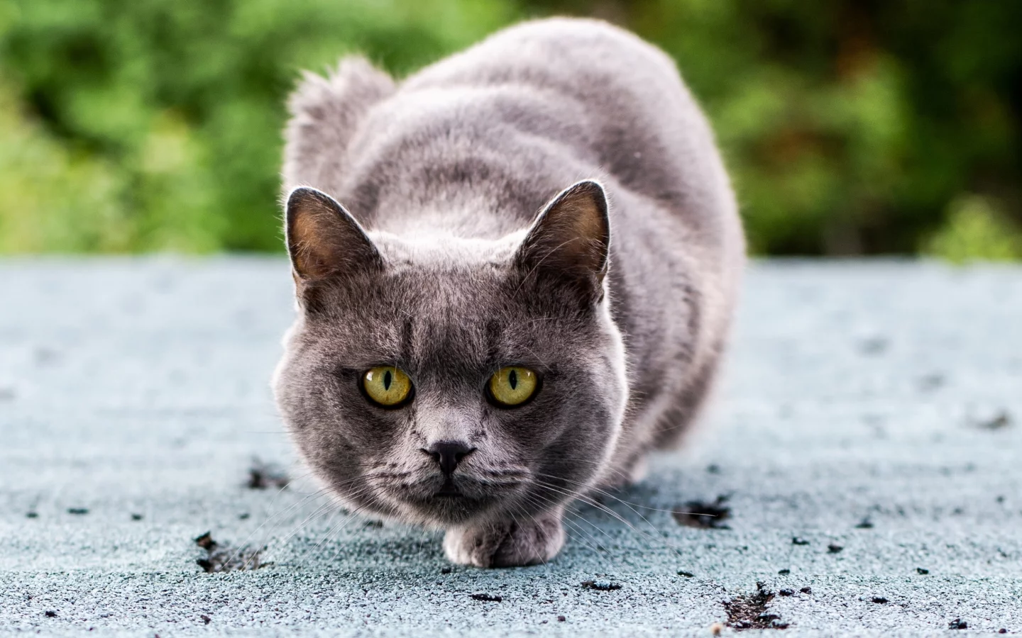 серый, глаза, сидит, зеленые, кот, кошка, взгляд