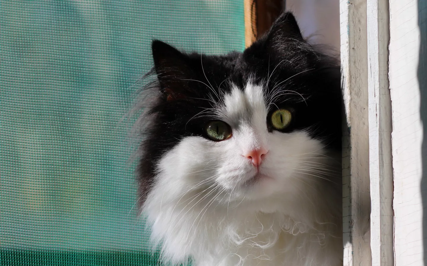 окно, кошка, фон