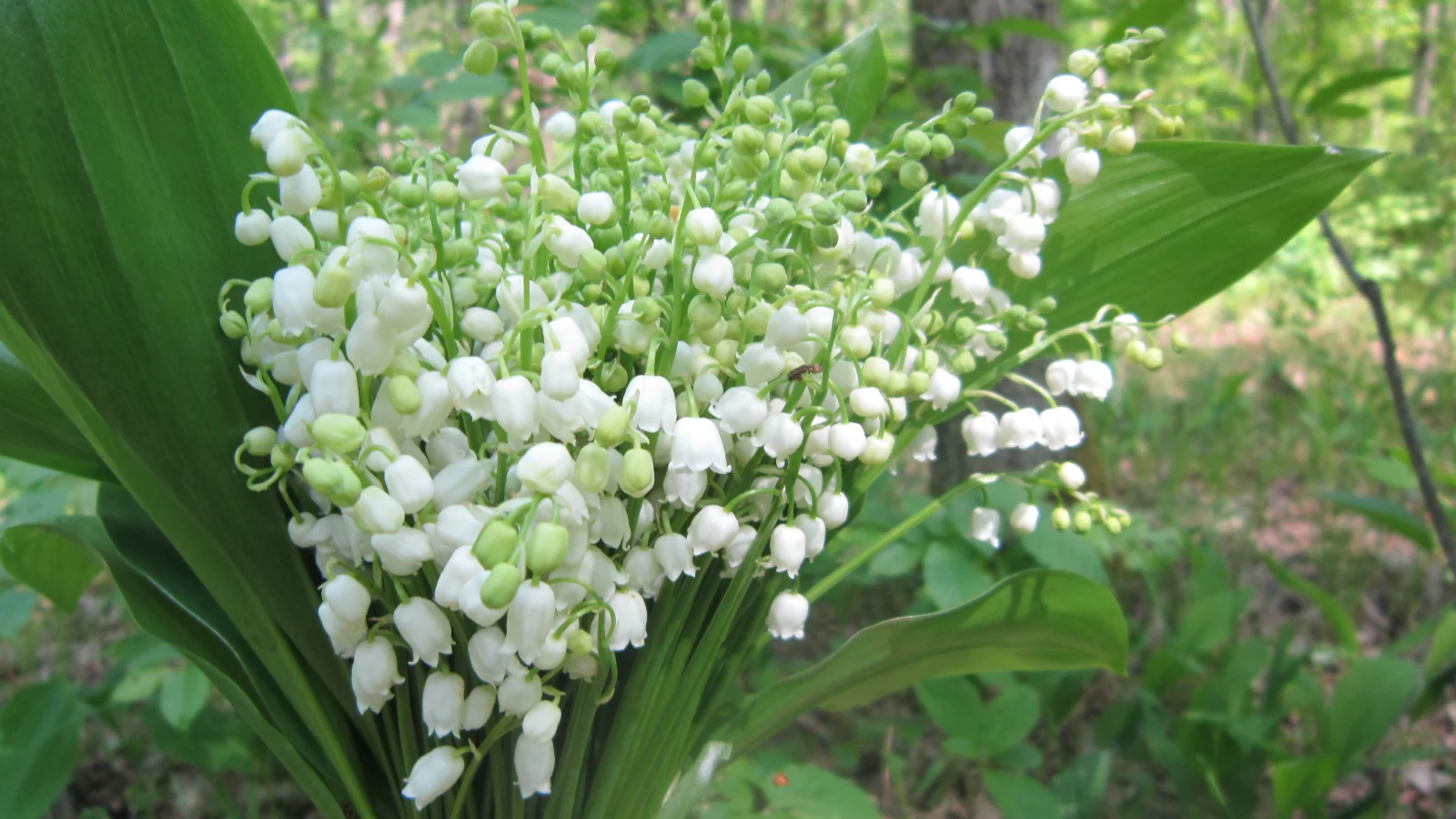 ландыши, весна