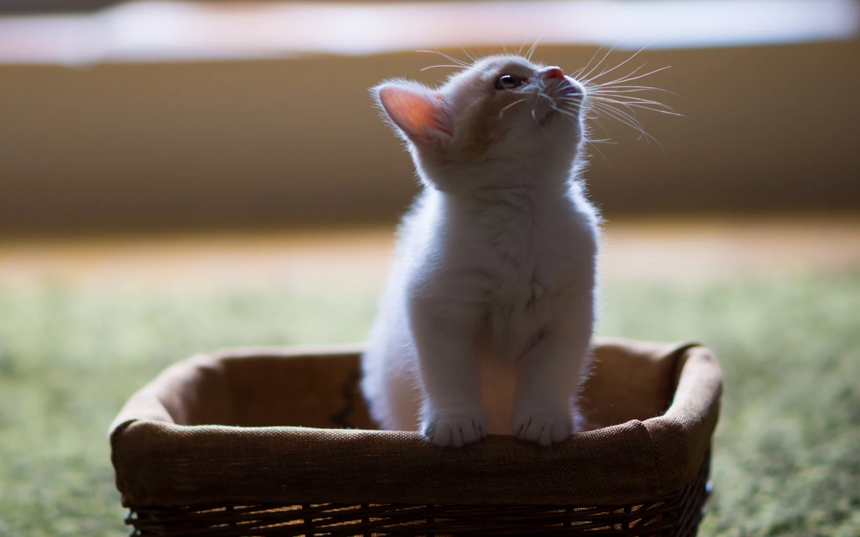 hannah, c benjamin torode, корзинка, котёнок