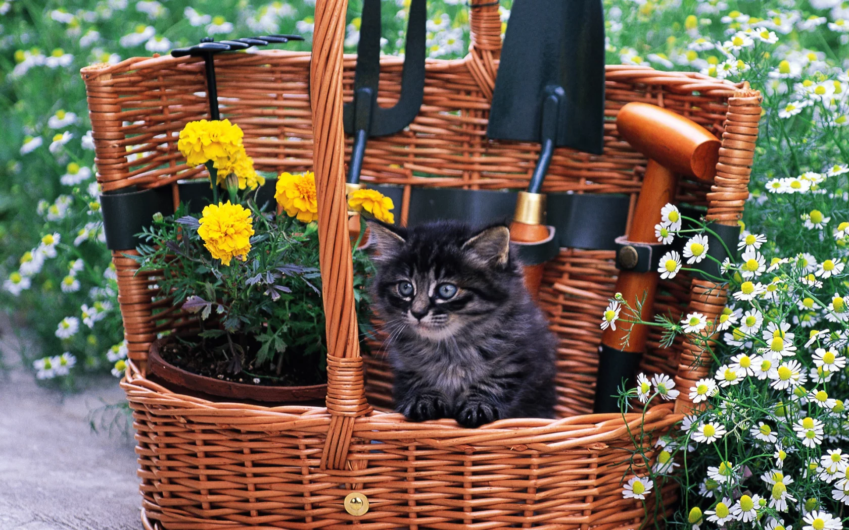 кот, корзина, cat, котенок, кошка, цветы, трава