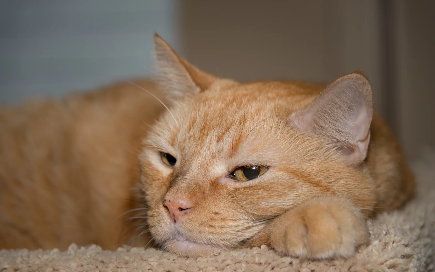 котэ, мордашка, рыжий кот