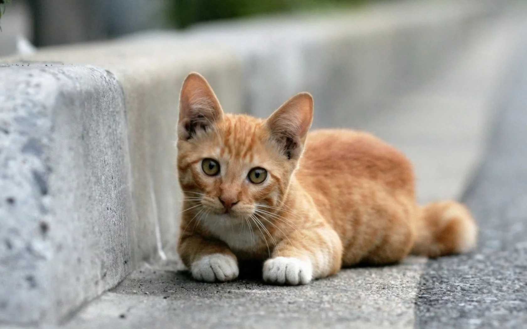 кот, рыжий, лежит, смотрит