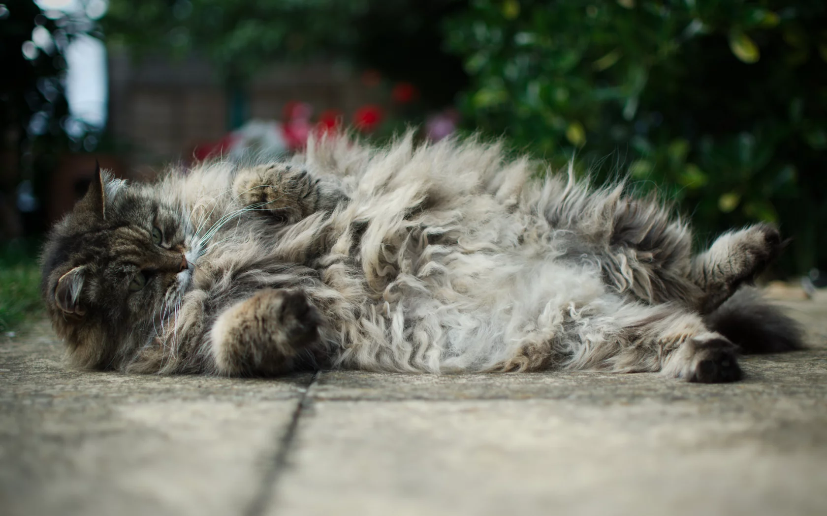 асфальт, котяра, лежа, кот, котэ, пушистый, толстый