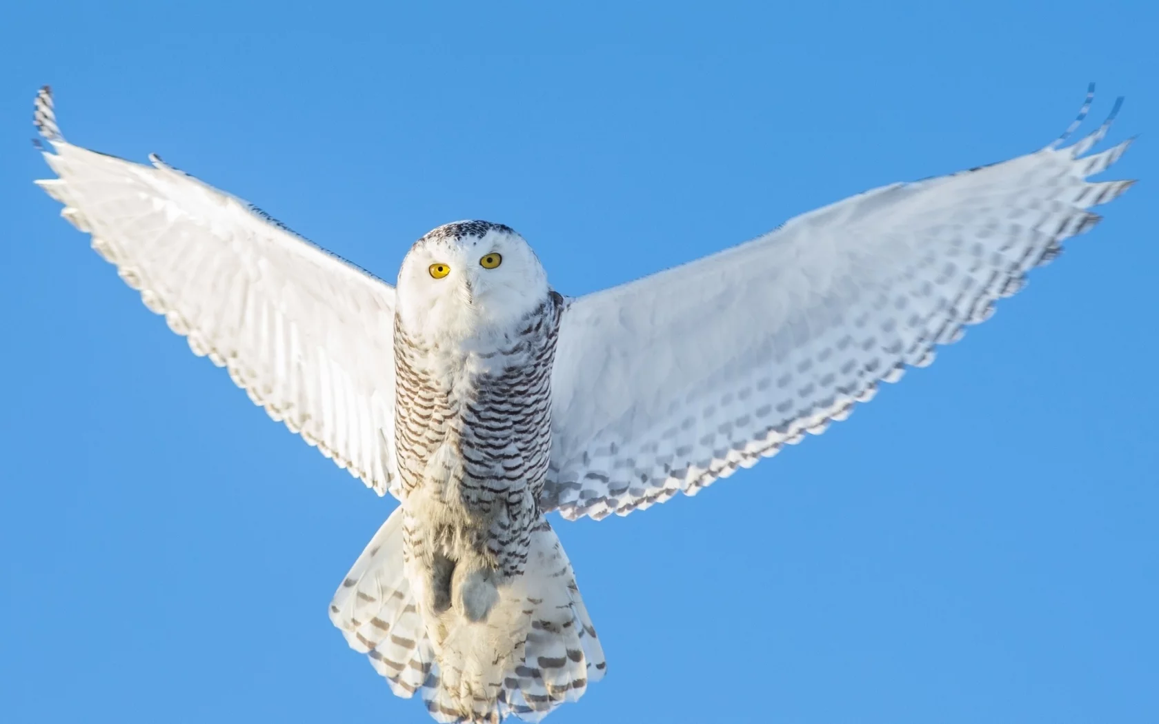 snowy owl, полярная сова, крылья