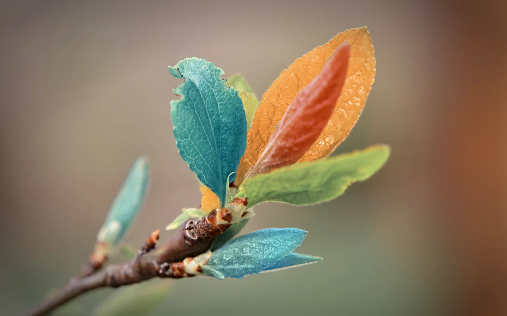 macro, макро, листья, веточка, цвет