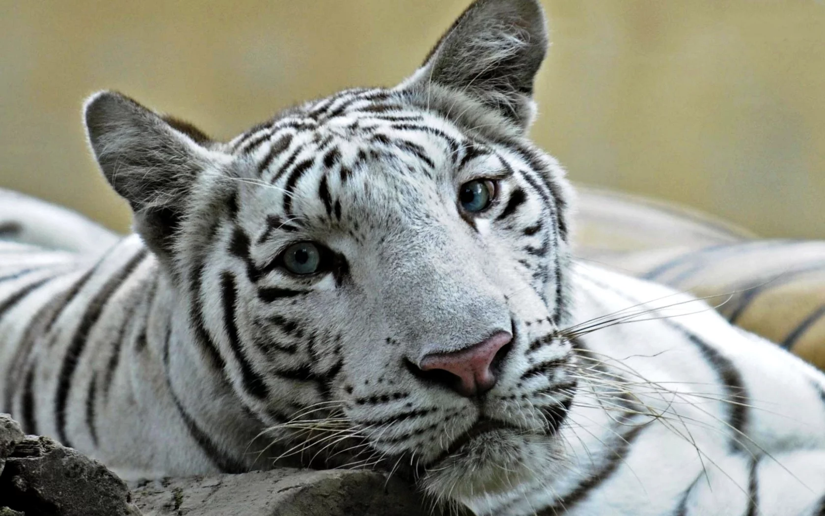 лев, глаза, кошка, лигр, и, белый, тигр, голубые, помесь