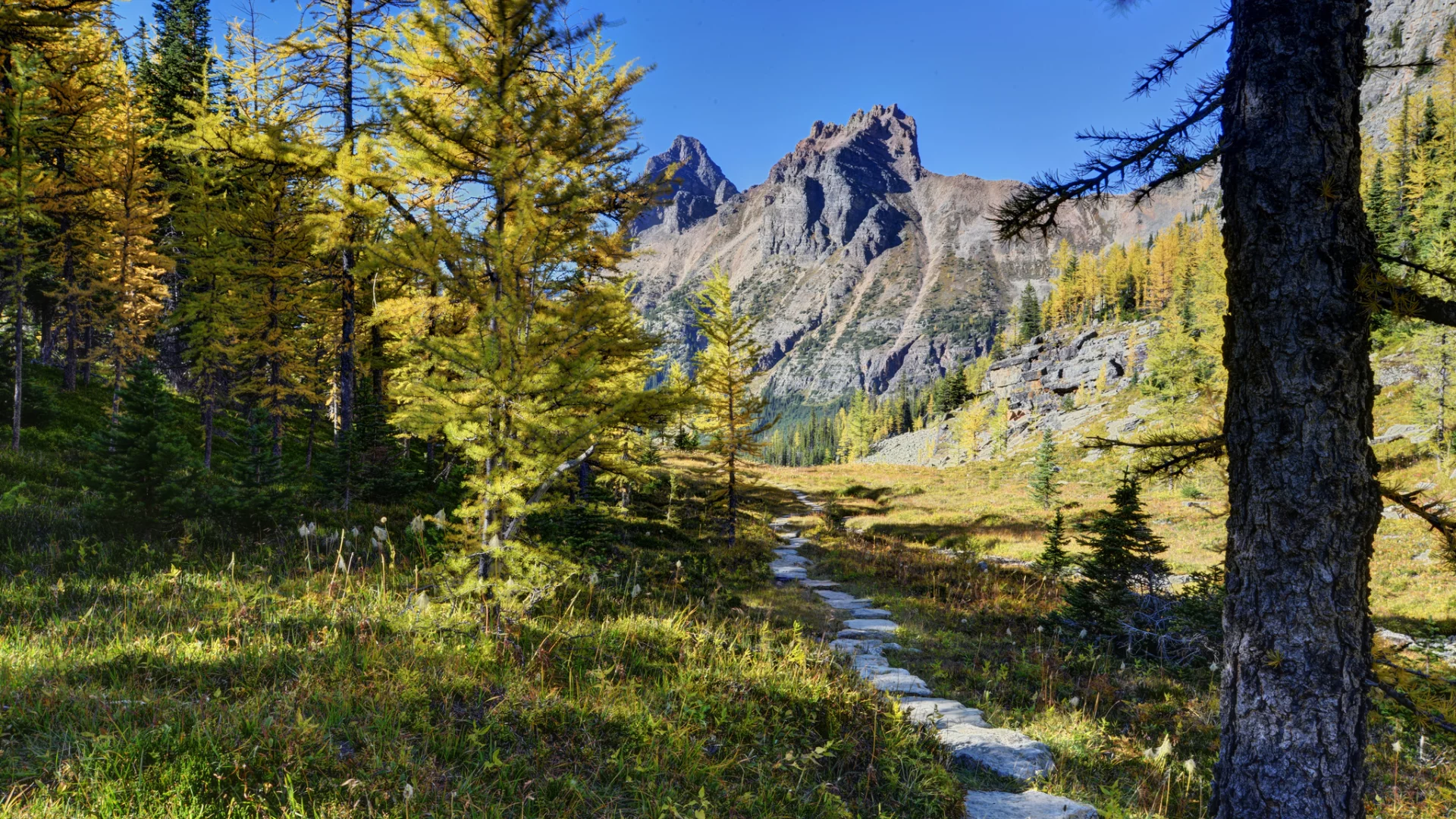 канада, горы, деревья, yoho national park, лес, canada, тропинка