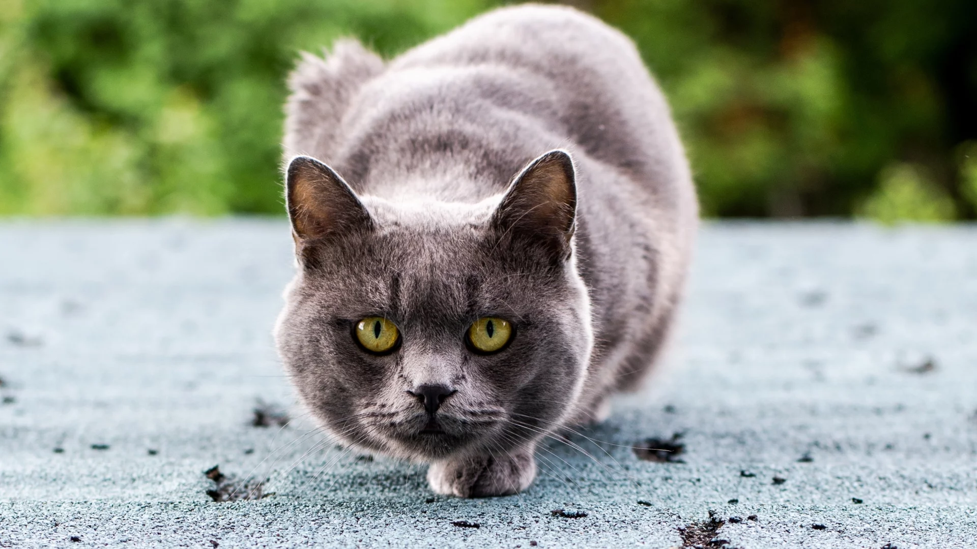 серый, глаза, сидит, зеленые, кот, кошка, взгляд