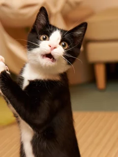 пораженный , humor, funny, surprised , kitty , удивлением, кот, amazed cat