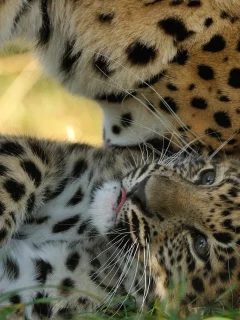 котёнок, детёныш, материнство, амурский леопард