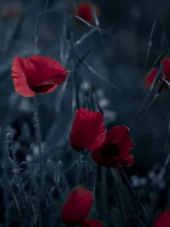 цветы, фон, природа, маки