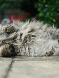 асфальт, котяра, лежа, кот, котэ, пушистый, толстый