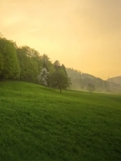 природа, весна, после дождя, лес, трава, закат