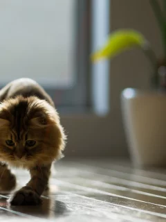 игра, ben torode, benjamin torode, нить, дом, daisy, кошка, доски, пол