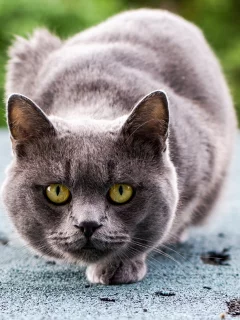 серый, глаза, сидит, зеленые, кот, кошка, взгляд